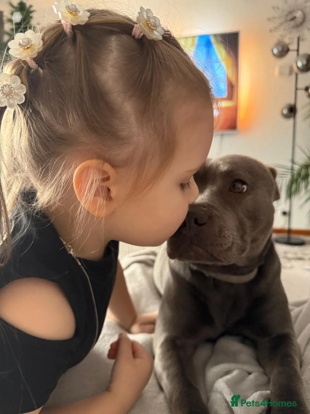 Staffordshire Bull Terrier dogs for sale: KC REGISTERED Staffordshire-bull-terrier Puppies  - Advert 7