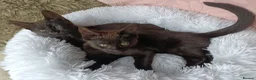 Maine Coon cats for sale: Maincoon X twin girls  - Advert 2