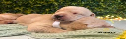 Labrador Retriever dogs for sale: Health-Tested Labrador Pups | 5-Star Breeder - Advert 18