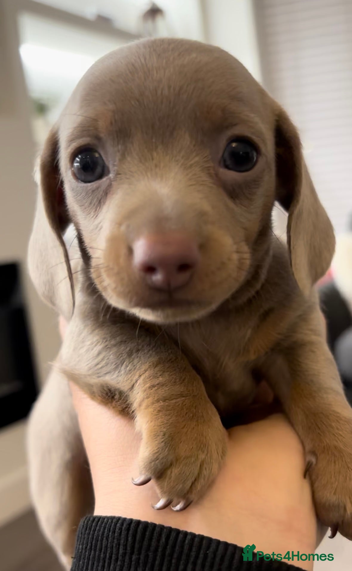 Miniature Dachshund dogs Last Beautiful Female kc Miniature Dachshund Pup - Advert 1