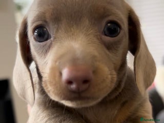 Miniature Dachshund dogs 2 Beautiful Female kc Miniature Dachshund Puppies - Advert 18