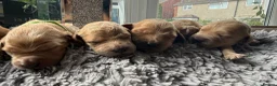 Goldendoodle dogs for sale: 🐾 8 beautiful goldendoodle pups 🐾 - Advert 22
