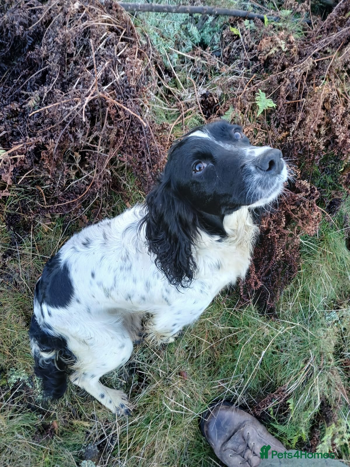 Cocker Spaniel dogs  Working Cocker Spaniel Puppies - Advert 2