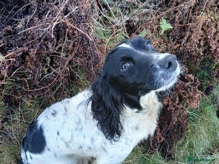 Cocker Spaniel dogs Working Cocker Spaniel Puppies - Advert 1