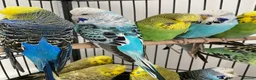 Budgerigars birds for sale: exhibition budgies in Coventry - Advert 4