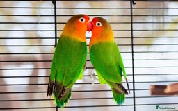 Lovebirds birds for sale: Lovely lovebirds  - Advert 1