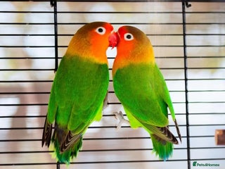 Lovebirds birds for sale: Lovely lovebirds - Advert 1