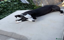 Whippet dogs for sale: Whippet dog pup - Image 3