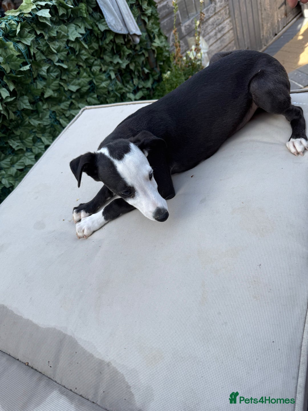 Whippet dogs for sale: Whippet dog pup - Image 3