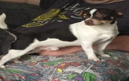 Jack Russell dogs for stud: Jackawawa for stud  - Image 1
