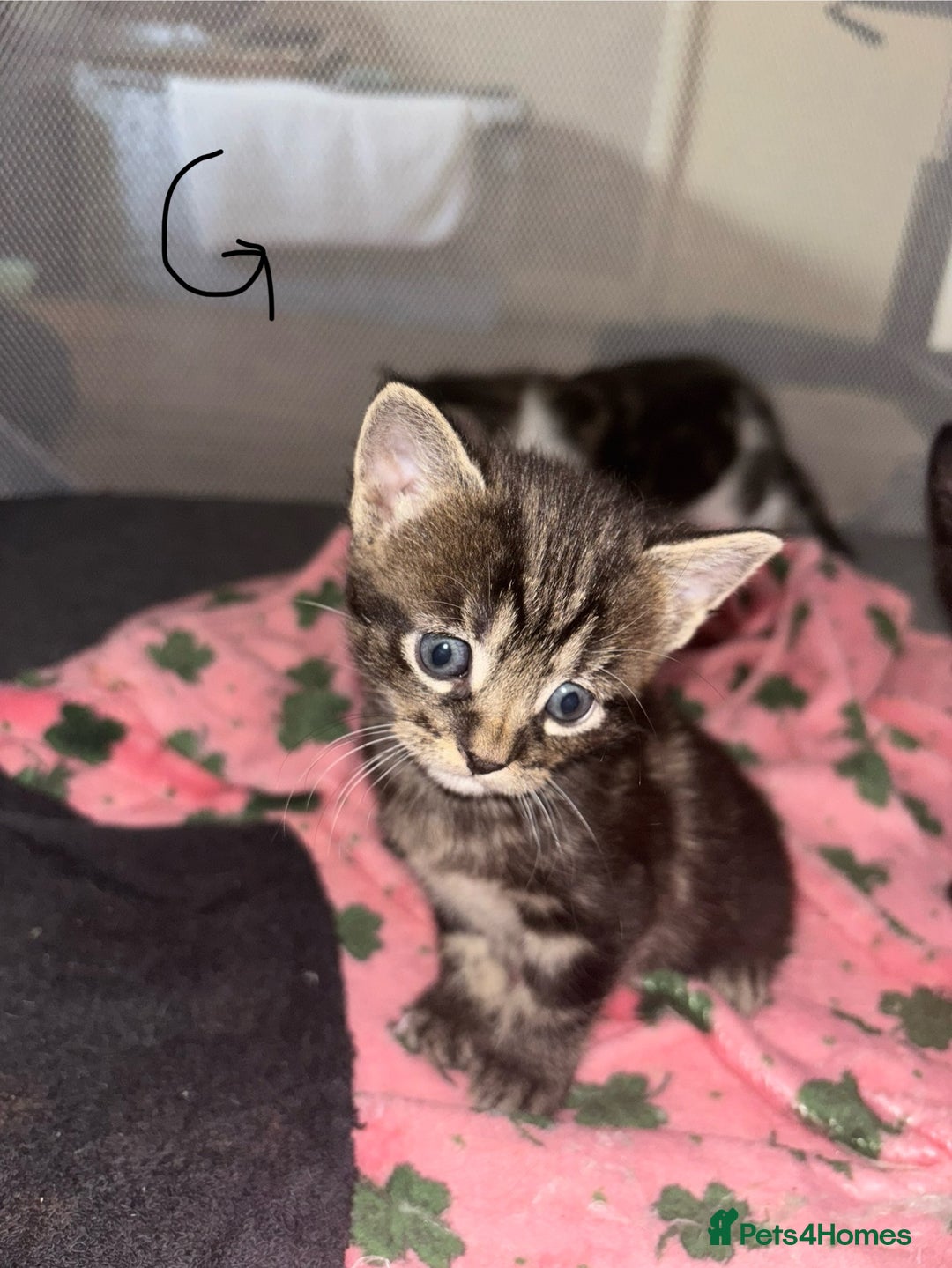 Mixed Breed cats for sale: 6 lovely mixed breed kittens  - Advert 8