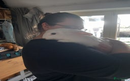 Mini Lop rabbits for sale: 9 Mixed Mini Lop Bunnies for sale - Image 3