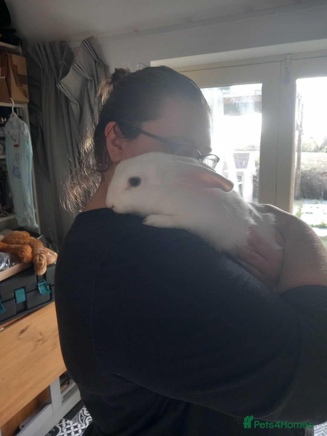 Mini Lop rabbits for sale: 9 Mixed Mini Lop Bunnies for sale - Image 3