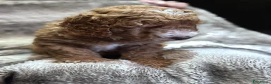 Cockapoo 2
