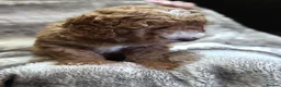 Cockapoo dogs for sale: Beautiful Cockapoo Puppies — 2 Boys, 2 Girls in Hereford - Advert 3