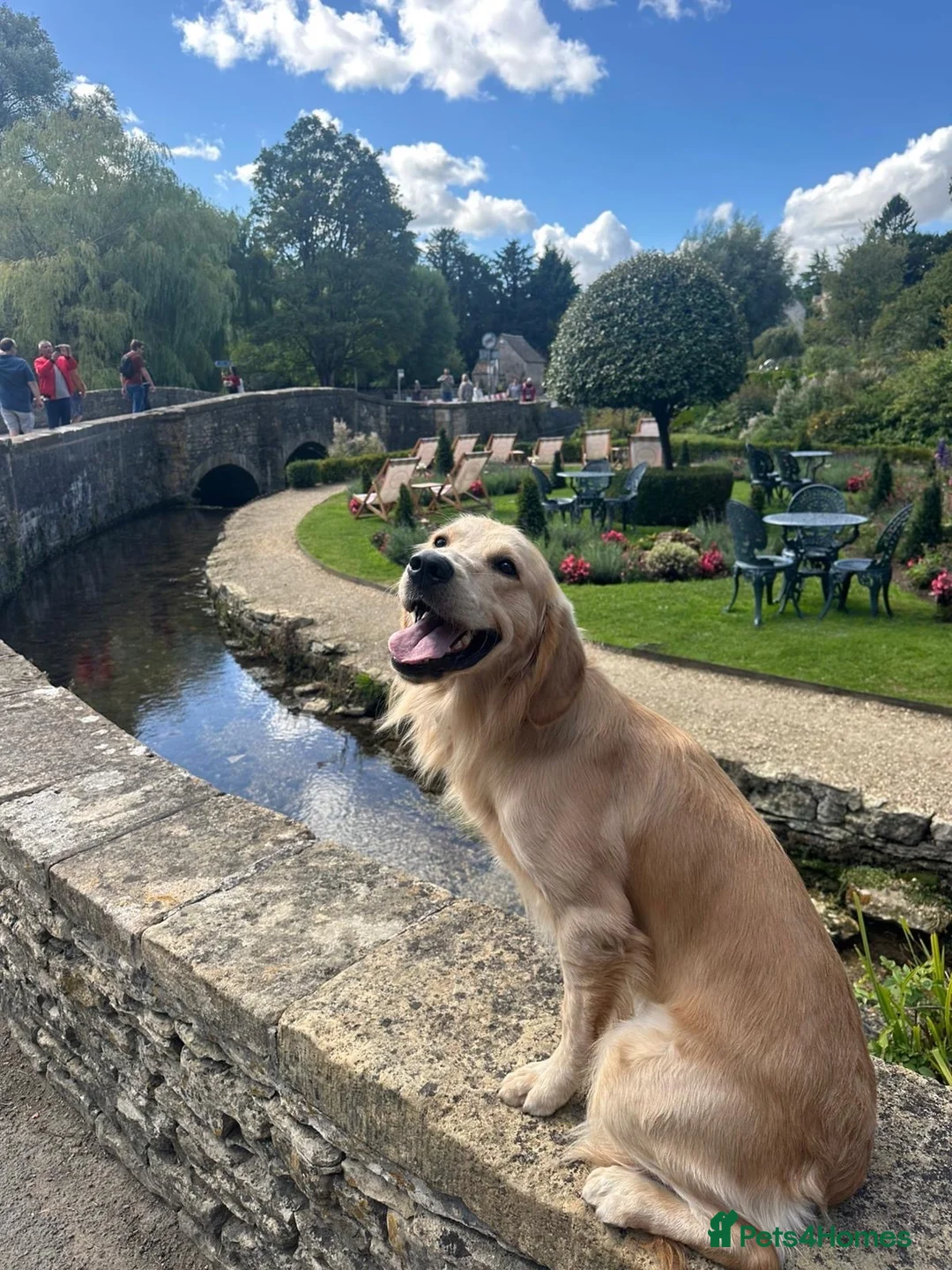 Golden Retriever dogs for stud: KC Reg Golden Retriever Stud - Advert 2