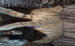 Mixed Breed cats for sale: Gorgeous boy ready for his new home - Image 3