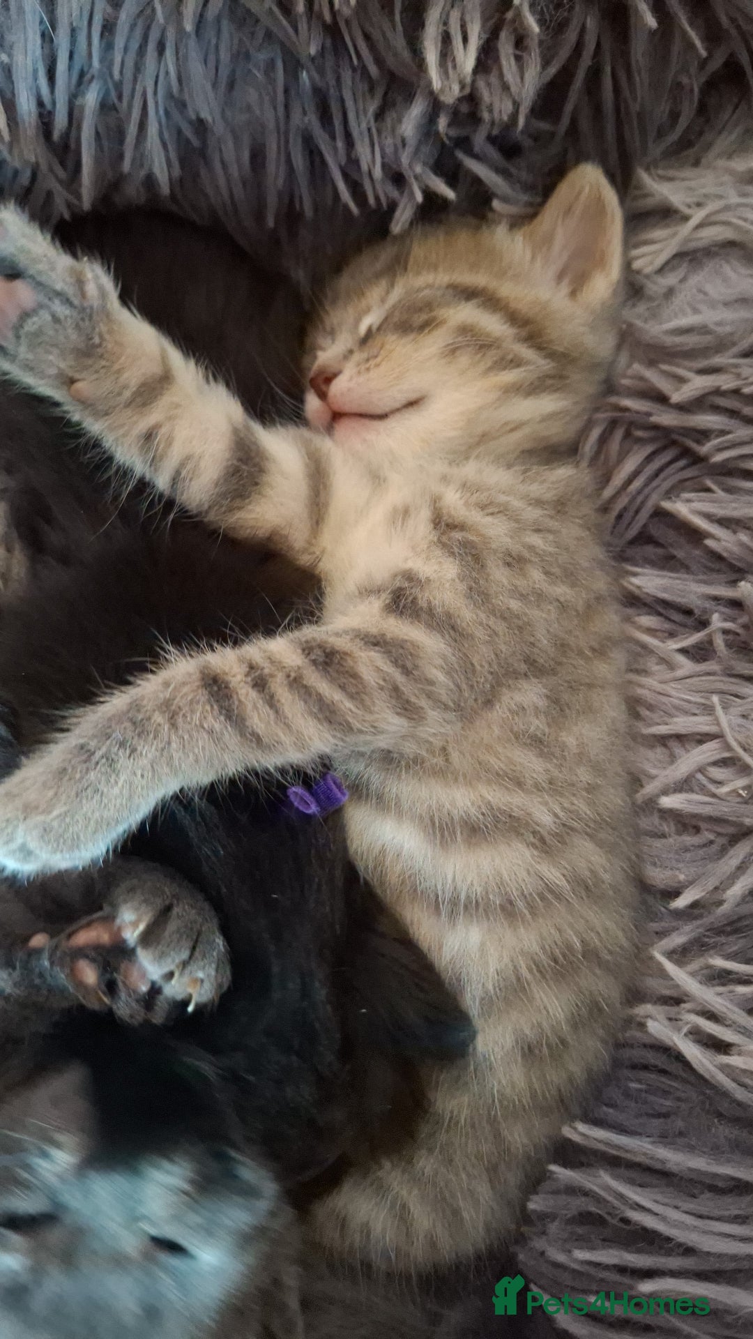 Mixed Breed cats for sale: Gorgeous boy ready for his new home - Image 3