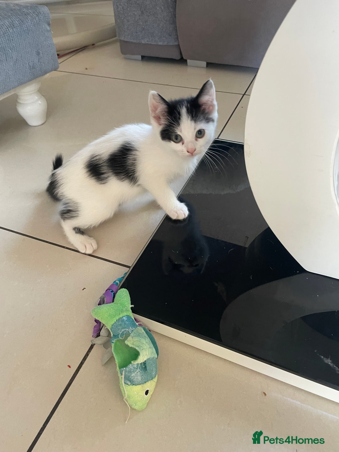 Mixed Breed cats for sale: Mixed  - Image 6