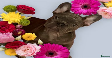 French Bulldog dogs - Advert 8