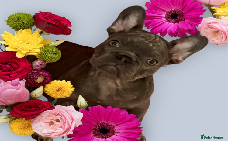 French Bulldog dogs - Advert 7