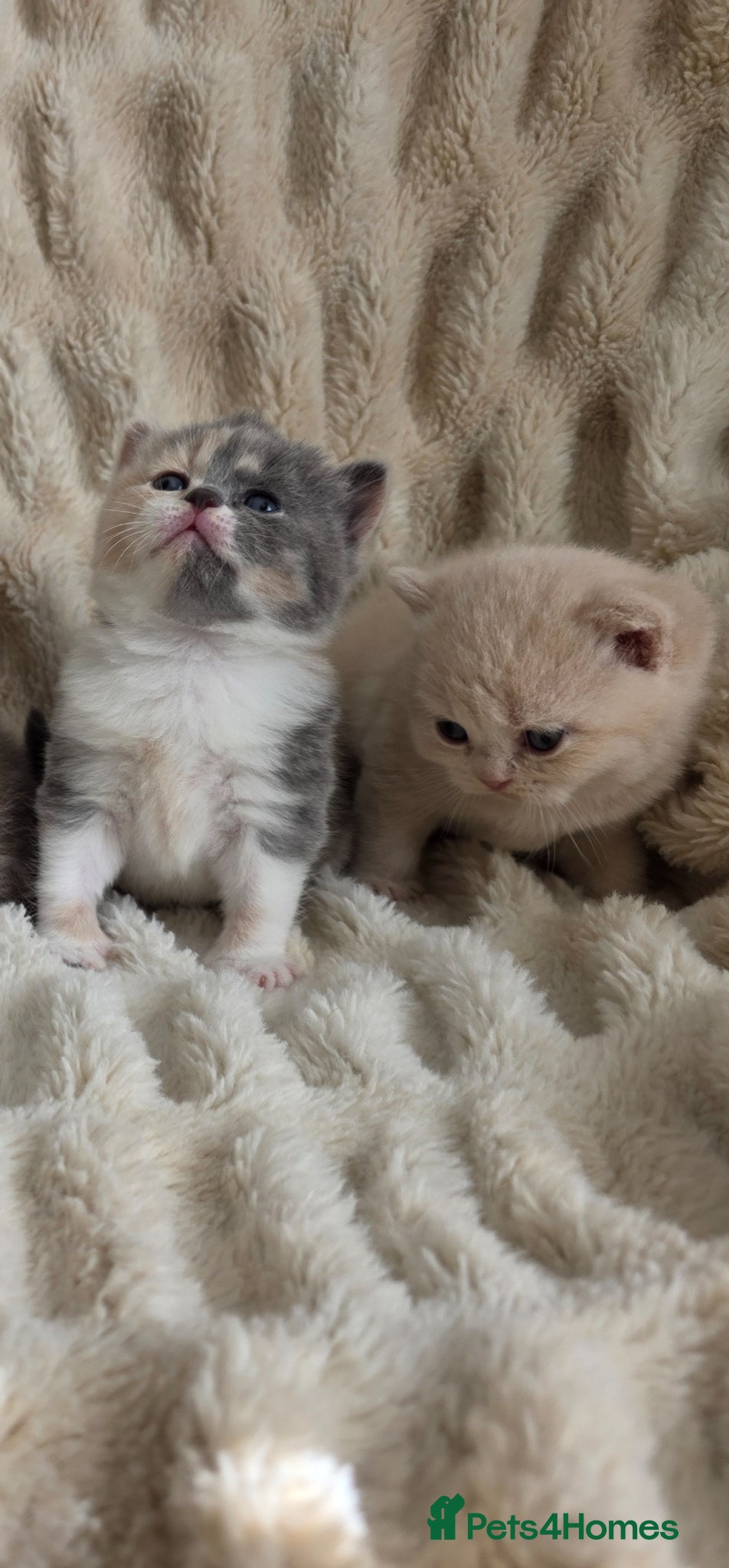 British Shorthair cats for sale: Beautiful champion GCCF British Shorthair Kittens  - Advert 12