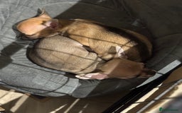 Chihuahua dogs for sale: Chihuahua puppies 8 weeks old  - Image 3