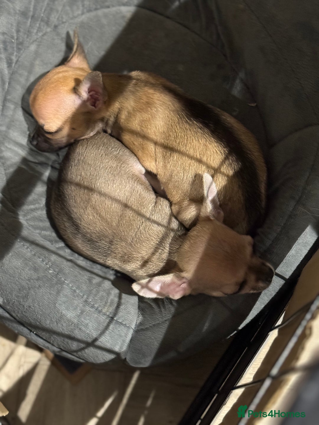 Chihuahua dogs for sale: Chihuahua puppies 8 weeks old  - Image 3