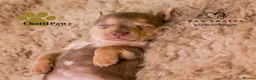 Jack Russell dogs for sale: Mini Jack Russell pups  in Chatteris - Advert 3