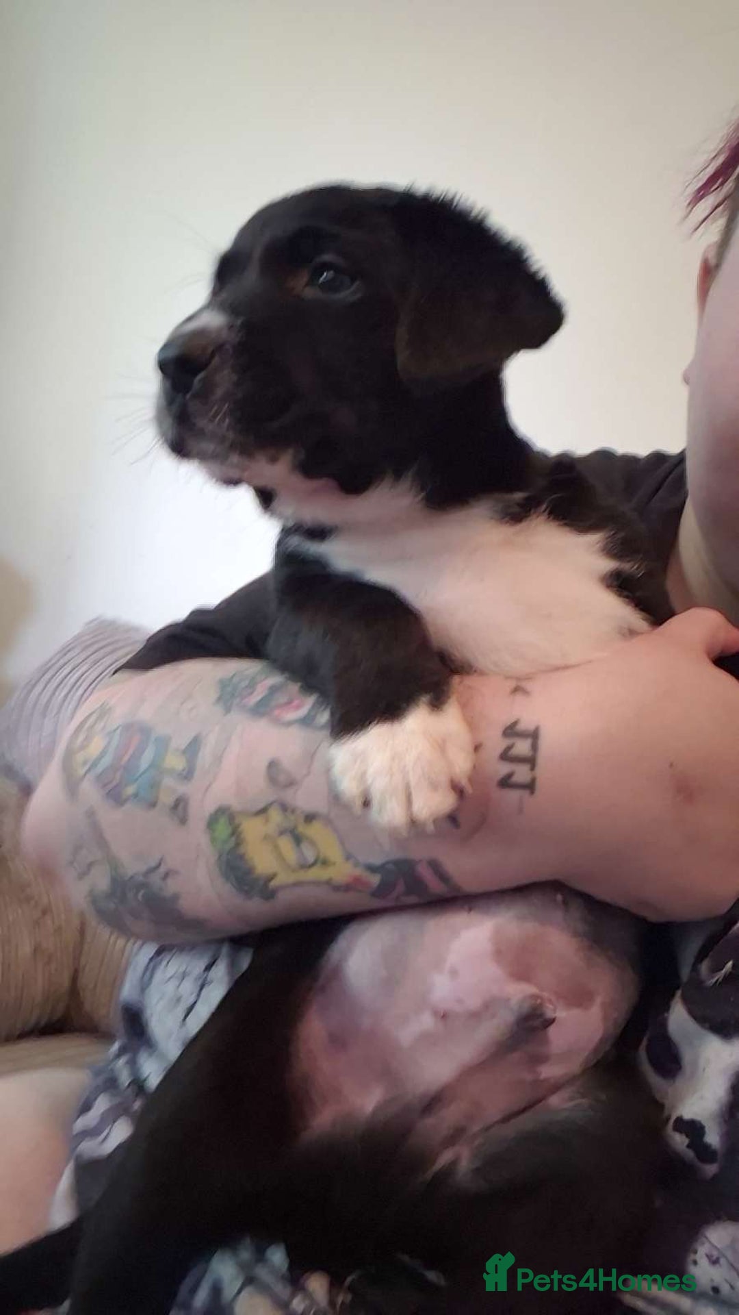 Mixed Breed dogs for sale: 4x Lab×Collie puppys - Image 10