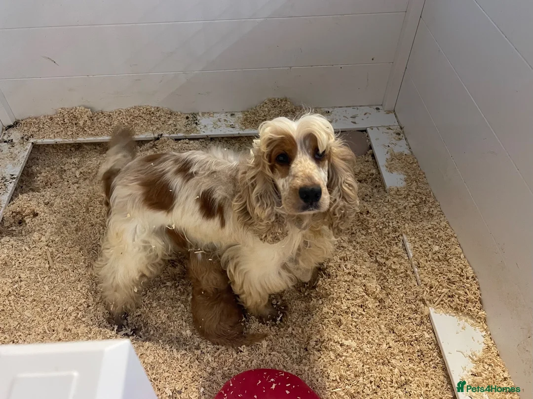 Cockapoo dogs for sale: F1 toy cockapoos - Advert 1