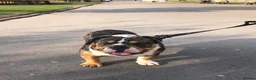 English Bulldog dogs for stud: BRUNO tri merl English bulldog ready for stud 🦍🦍 - Advert 4