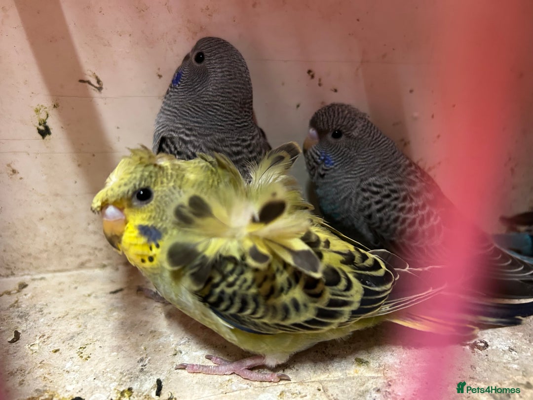 Budgerigars birds for sale: Black face, Black wing, splits, hogoromo budgies  - Advert 15