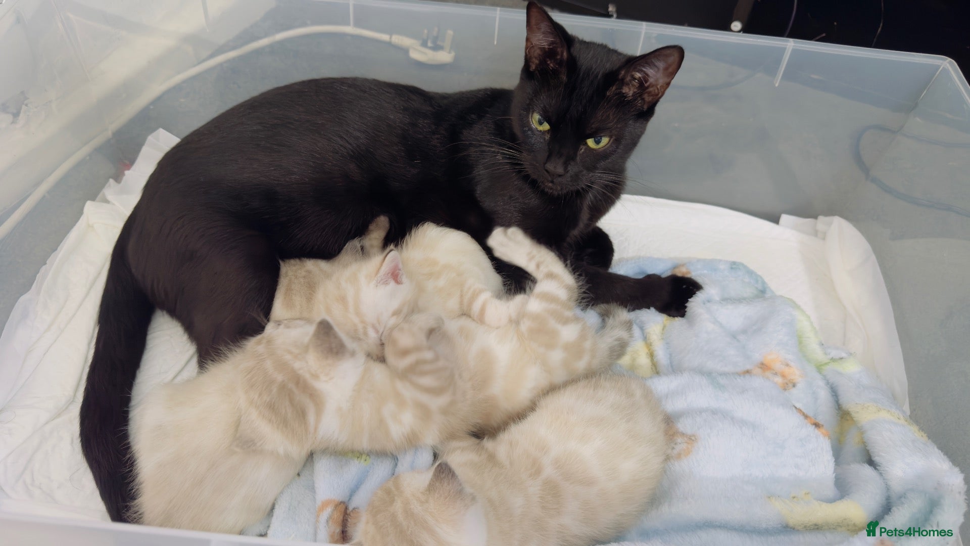 Mixed Breed cats Beautiful Snow White Bengal Kittens - Advert 4