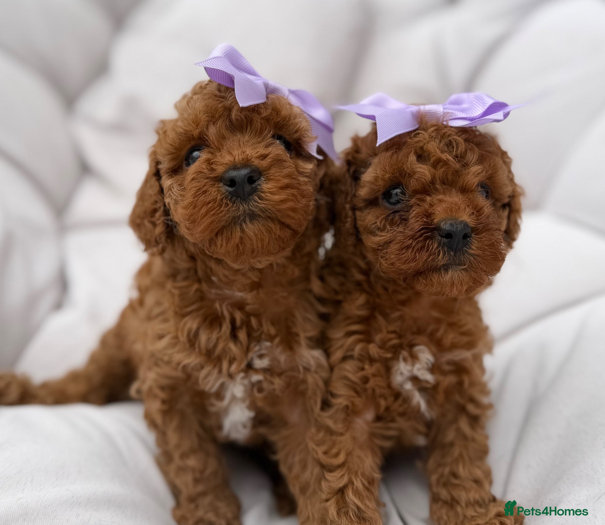Cavapoo dogs F1bb Red Toy Cavapoo health tested parents - Advert 8