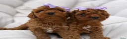 Cavapoo dogs for sale: Reduced F1b Toy Cavapoo girl health tested parents - Advert 14
