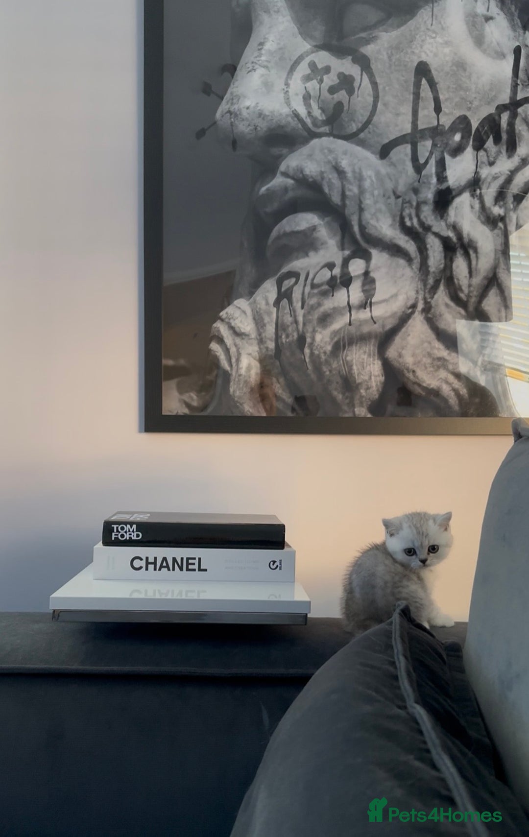 British Shorthair cats for sale: British Shorthair Kittens - Image 8