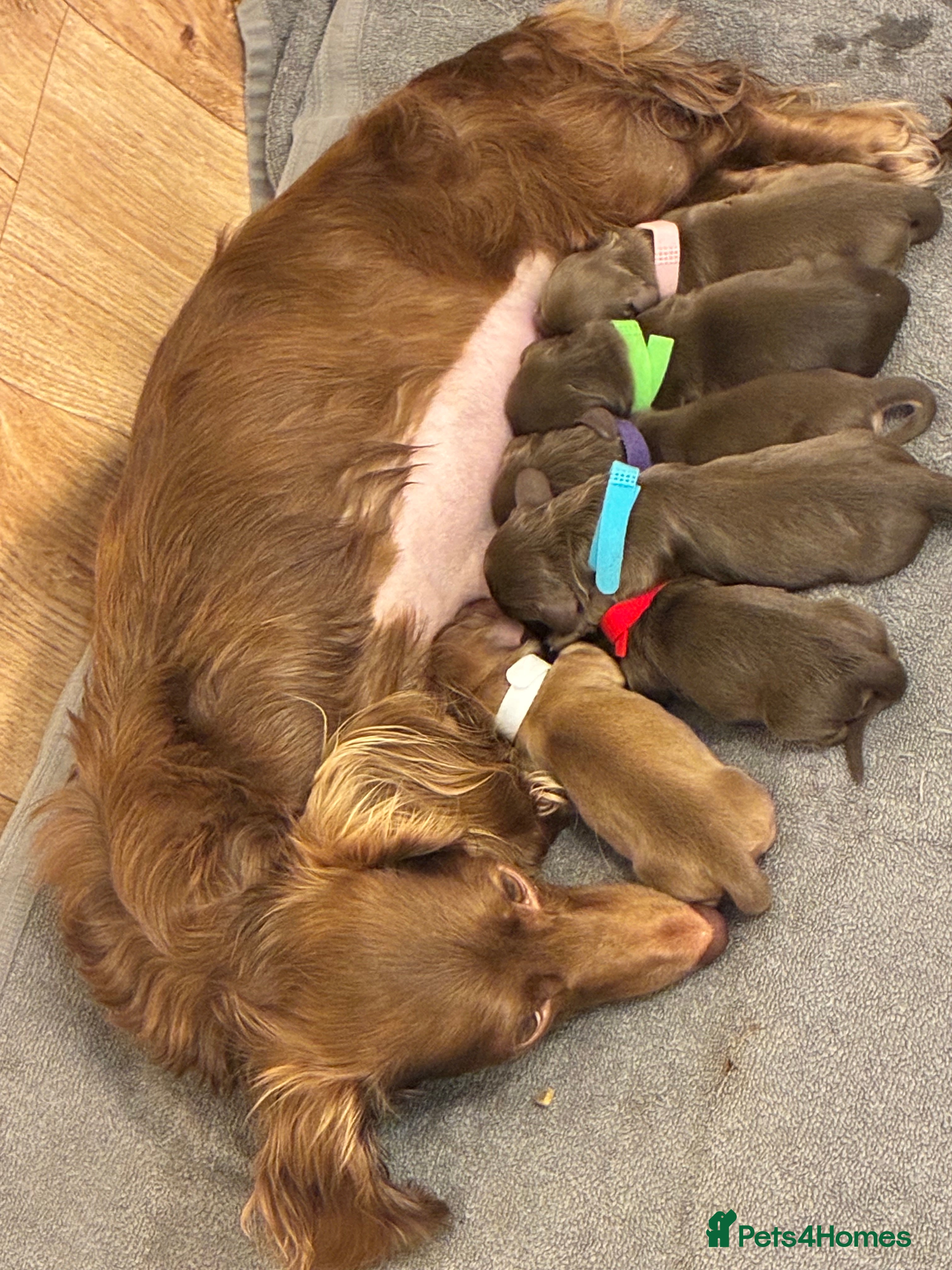 Miniature Dachshund dogs for sale: Longhaired Minature Dachshund - Advert 1