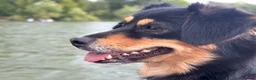 Mixed Breed dogs for sale: Indie in East Grinstead - Advert 2