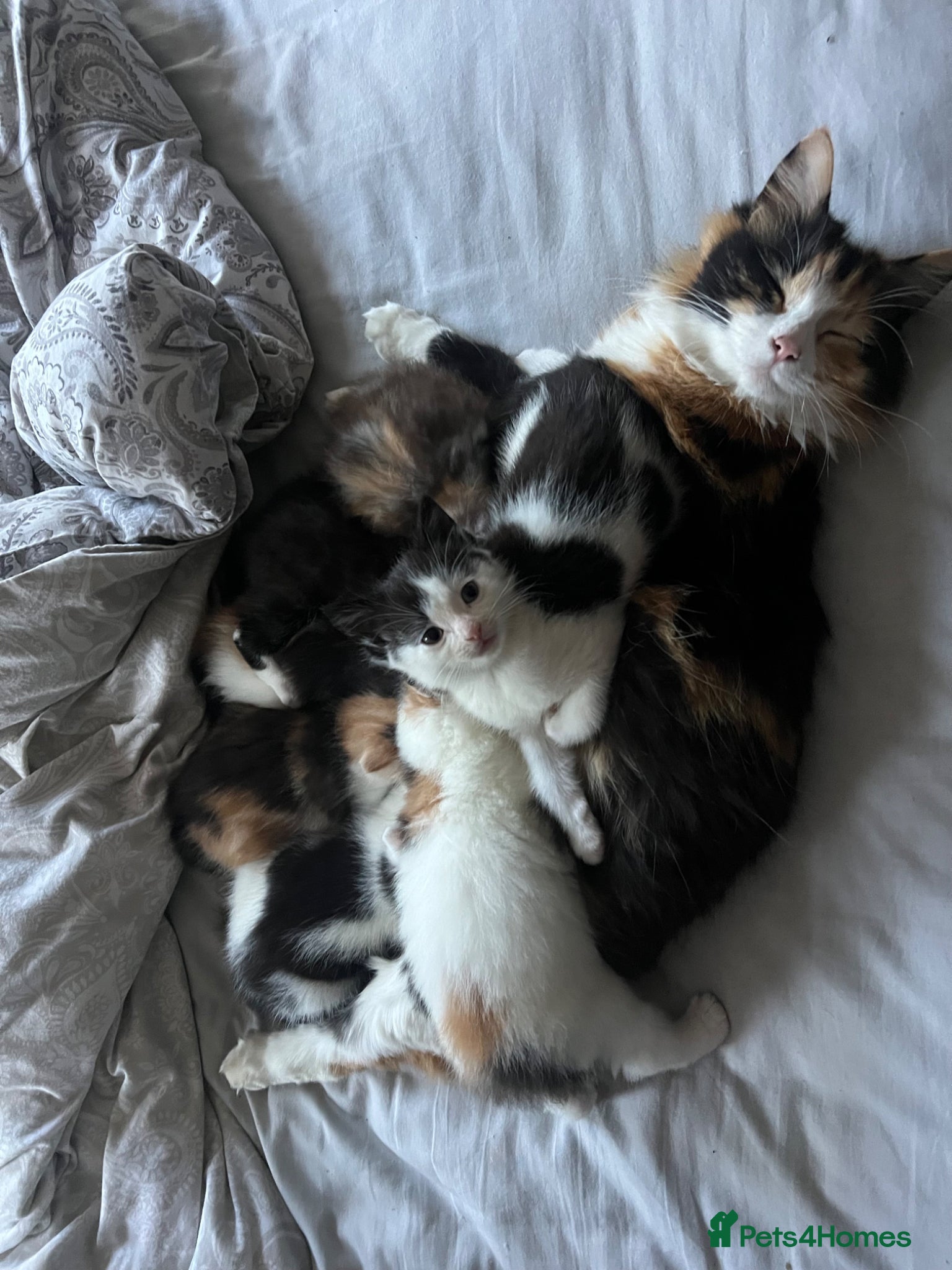 Mixed Breed cats Adorable Fluffballs looking for loving new homes - Advert 3