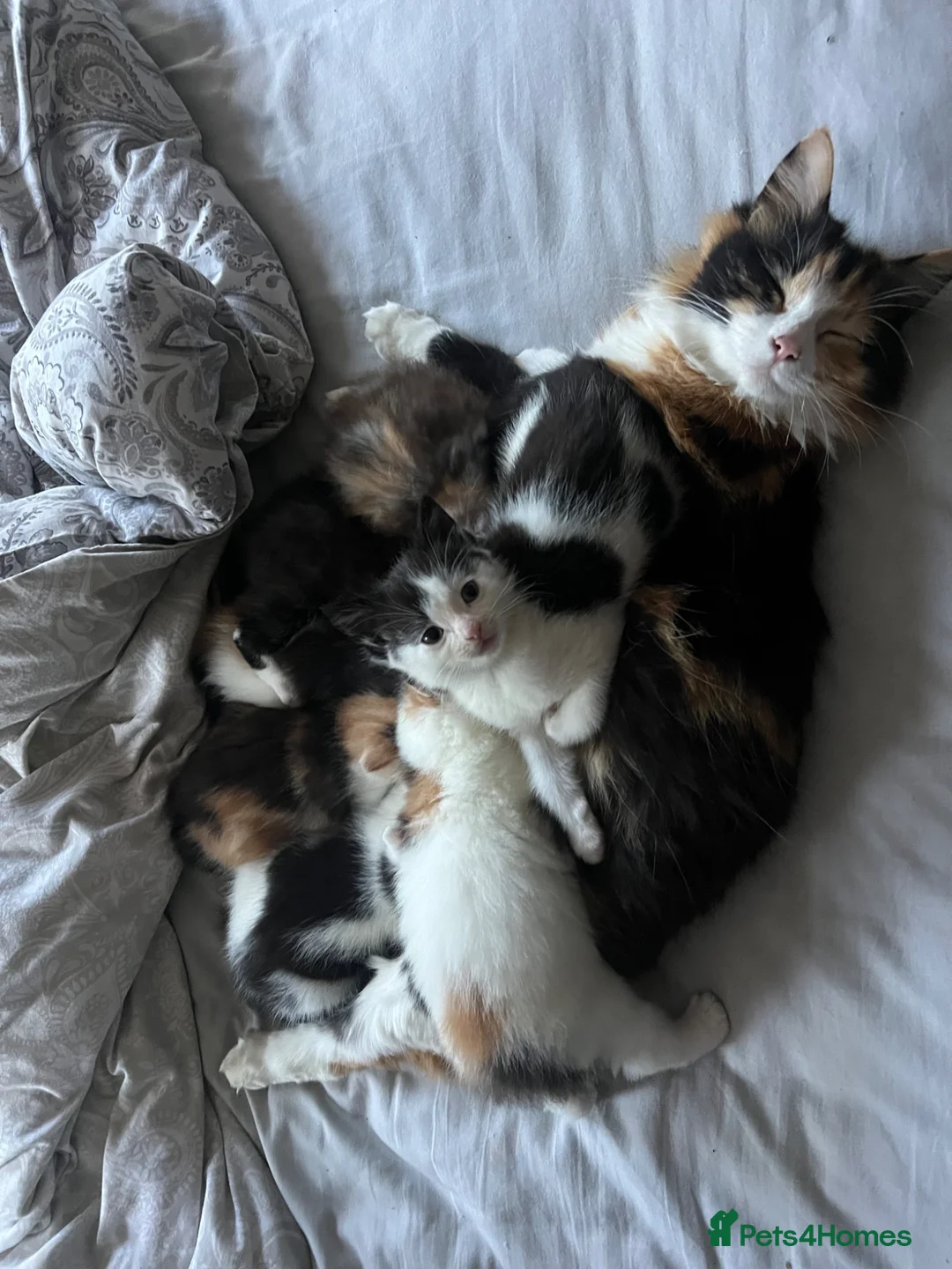 Mixed Breed cats for sale: Adorable Fluffballs looking for loving new homes - Advert 1