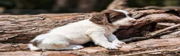 English Springer Spaniel dogs for sale: KC Registered English Springer Spaniel Puppies - Advert 5