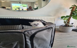 Ragdoll cats for sale: Female kitten become available! Pure Ragdoll in Derby - Image 23