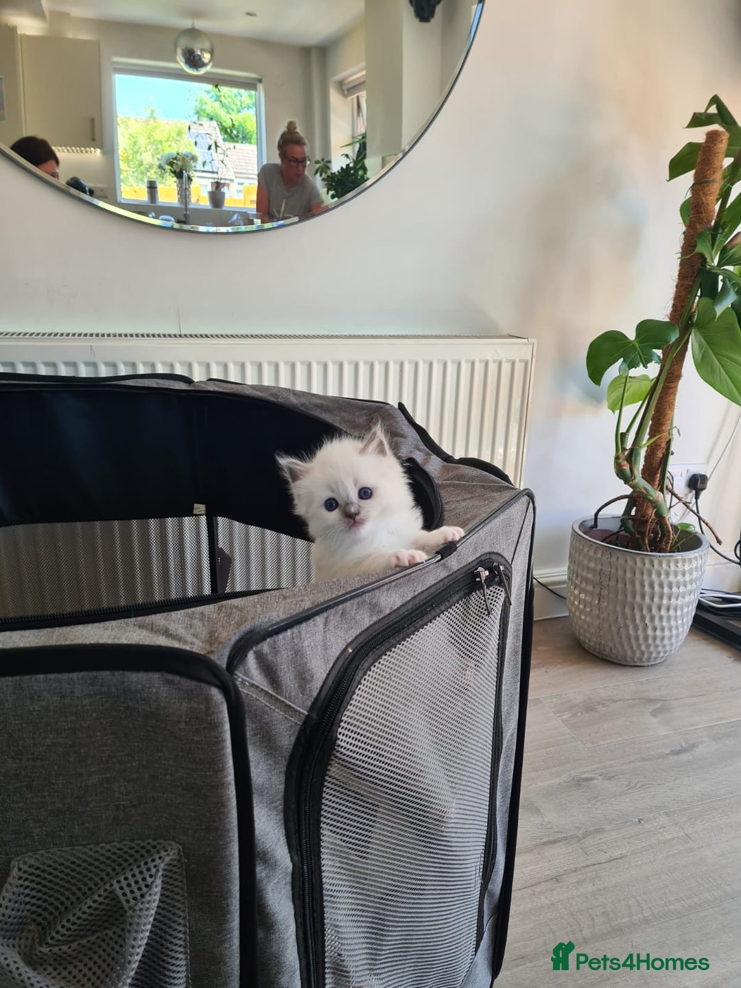Ragdoll cats for sale: Female kitten become available! Pure Ragdoll in Derby - Image 23