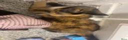 Mixed Breed cats for sale: 1 year old calico cat  - Advert 5