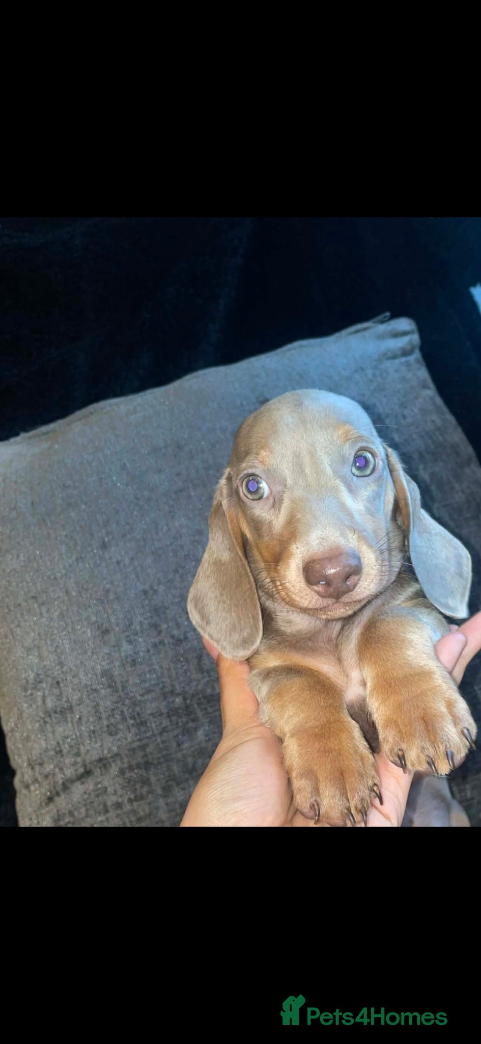 Miniature Dachshund dogs Beautiful Dachshund puppies for sale  - Advert 9