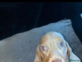 Miniature Dachshund dogs Beautiful Dachshund puppies for sale - Advert 9