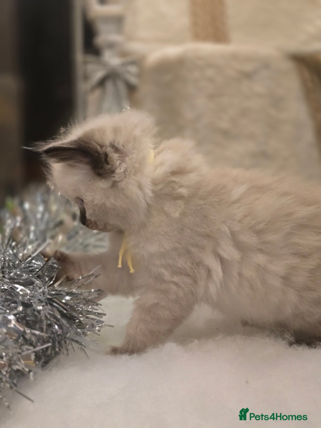 Ragdoll cats for sale: Precious GOOF Registered Ragdoll Kittens - 2 Girls - Advert 2