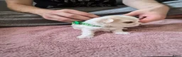 Maltipoo dogs for sale: Premium Isabella & Ivory Mini Maltipoo F2   in Pontefract - Advert 13
