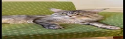 Maine Coon cats for sale: RED tabby Maine coon MALE - Advert 9